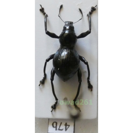 Metapocyrtus quadriplagiatus (Roelofs, 1874) female Philippines47b